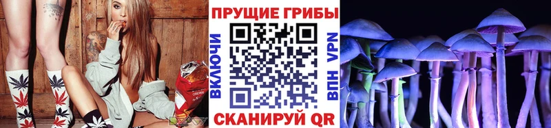 закладки  Болотное  Псилоцибиновые грибы Cubensis 